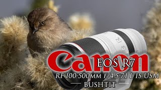 Canon R7 &  100-500mm f/4.5-7.1 L IS USM Lens -  bluebirds, tits, egrets &other amazing treasures!