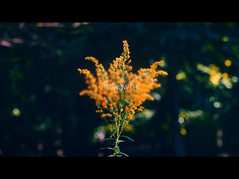 Attom - Regrowth (Full Album Mix)