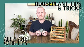 How To Care For Air Plants | Houseplant Tips & Tricks Ep. 25