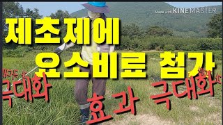 제초제에 요소비료 첨가! 효과 만점