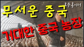 무서울 정도로 거대한 중국의 농장 Visit the huge mushroom plantation farm i…