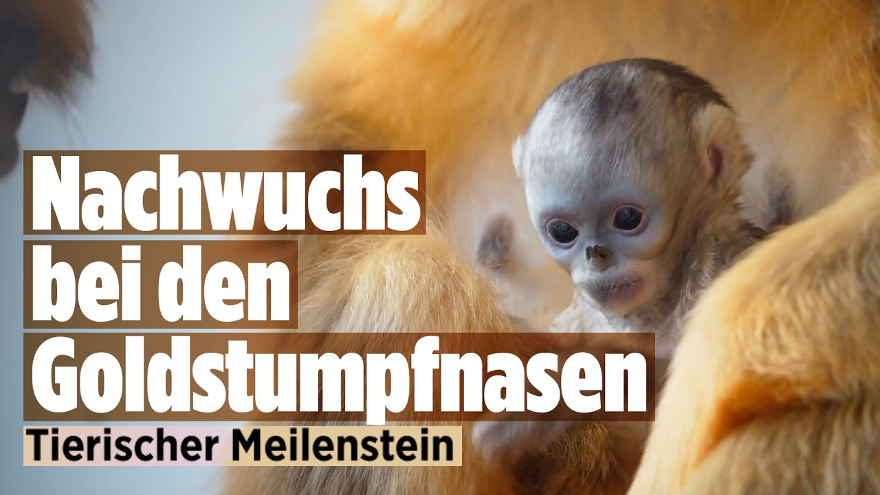 Seltenes Affenbaby geboren: Goldstumpfnasenaffen feiern Nachwuchs in Belgien