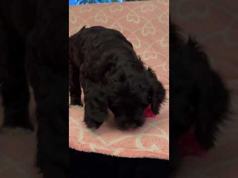 Portugiesischer Wasserhund Welpe kaufen