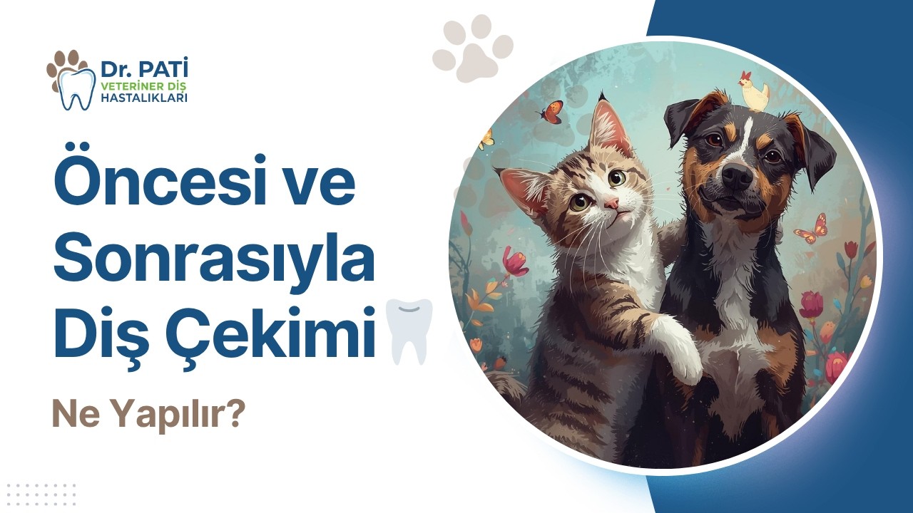 Öncesi ve Sonrasıyla Kedi & Köpekte Diş Çekim Süreci A'dan Z'ye 🦷