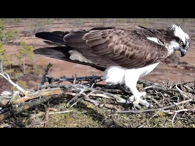 Live webcam view of Osprey Nest at Sääksilive 6