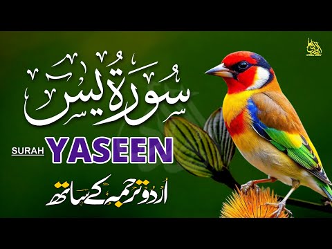 Surah Yaseen Urdu Tarjuma ke Sath | Peaceful Recitation | Episode - 575