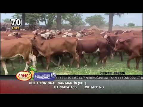 Lote 400 Terneras en Gral. San Martín, Chaco