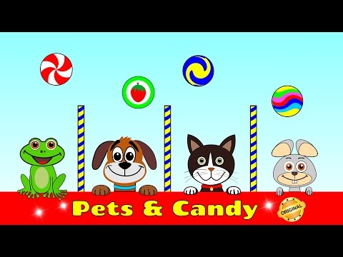 Pets & Candy. Cute animals