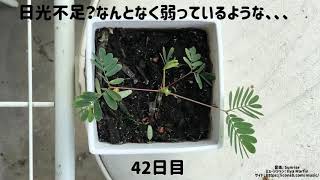 アリ竹林採集 コヌカアリのコロニー 17 07 27 枯枝 枯竹折り 蟻の巣 アリのコロニー 昆虫観察 自由研究 Ant Colony In Bamboo動画 働きアリ موقع ويب حيث يمكنك مشاهدة مقاطع فيديو موسيقية مجانية