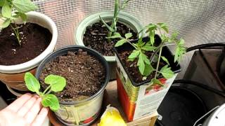 Gardening with Sarah