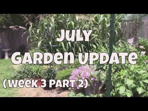July Garden Update and Tour of Our Midwest Garden, Week Three Part Two