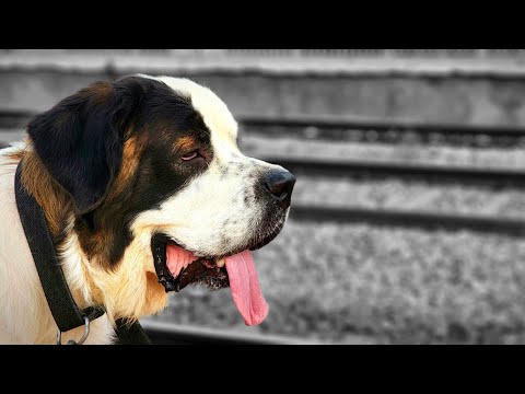 India Saint Bernard Dog 100 Days Growth Journey.3 Months of loving this fluffy pup😍The Big Dog😍