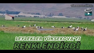 Leylekler Yüksekova’yı Renklendirdi