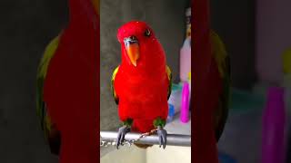 Download lagu Nuri Ternate pintar ngomong #nurigacor #burungnuri mp3