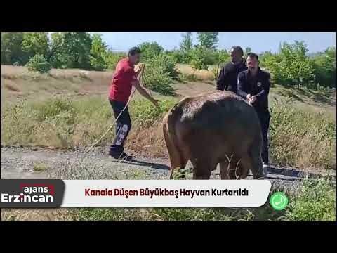 Kanala Düşen Büyükbaş Hayvan Kurtarıldı