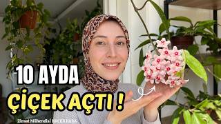 Mum Çiçeğimi Aldıktan 10 Ay Sonra Çiçek Açtırdım! — Bakım Sırları, Güb