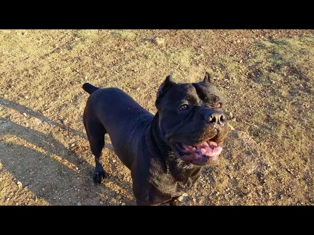 YouTube video preview