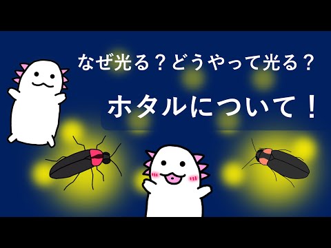 モロスルス・ボナリエンシス