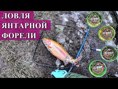 Ловля Янтарной Форели. Зефир для Форели новая приманка.