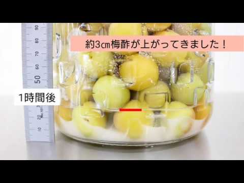九州女子大学　人間生活学科　調理学実習Ⅱ　梅しごと（梅酢が上がる様子）