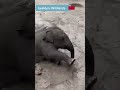 Olifantje speelt lekker in de plassen ?? | RTV Drenthe