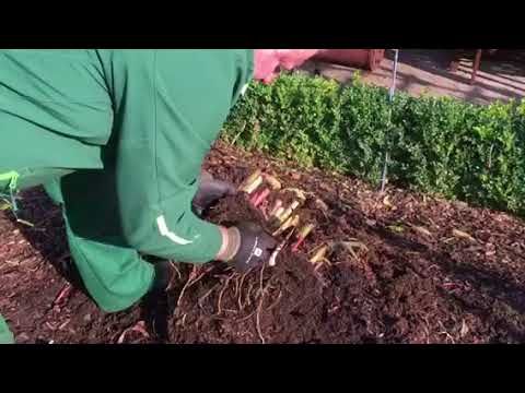 Einlagerung von Canna Pflanzen