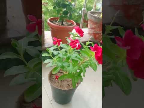 sadabahar.....🌸 #plants #plantlover #flowers #gardening #sadabaharflower #viral #viralshort