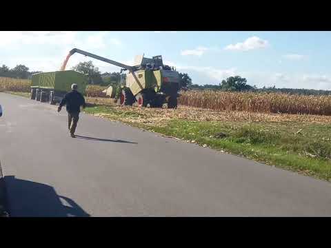 Żniwa kukurydziane tozpoczęte Class tucano 440 i class aksion w akcji !!!!!