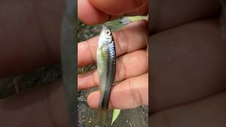 Download lagu #fishing #microfishing #fishing #mancingmania #wader #wadermania mp3