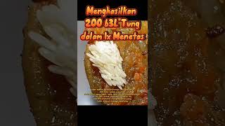Download lagu Lalat Hijau #faktaunikhewan #hewan #informasihewan #pengetahuanhewan #lalat #belatungviral mp3