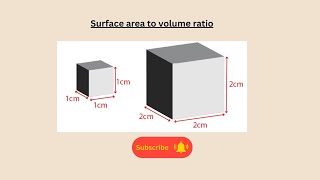 Surface area to volume ratio for AQA GCSE Biology and combined science