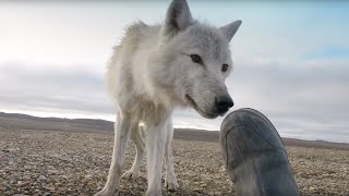 Dangerously Close To Wolves | Snow Wolf Family And Me | BBC