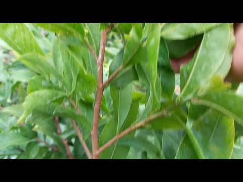 Tưới phân NPK 10 60 10 +Dưỡng rễ thực tế làm nụ đồng loạt tháng 7aL |Mai Vàng 9 Đém