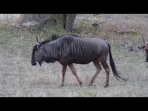 Djuma: Wildebeests - 17:34 - 09/23/20