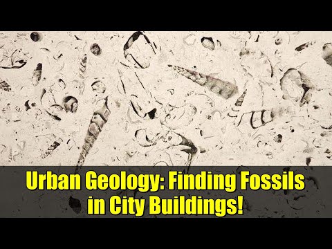 Urban Geology: Finding Fossils in City Buildings!