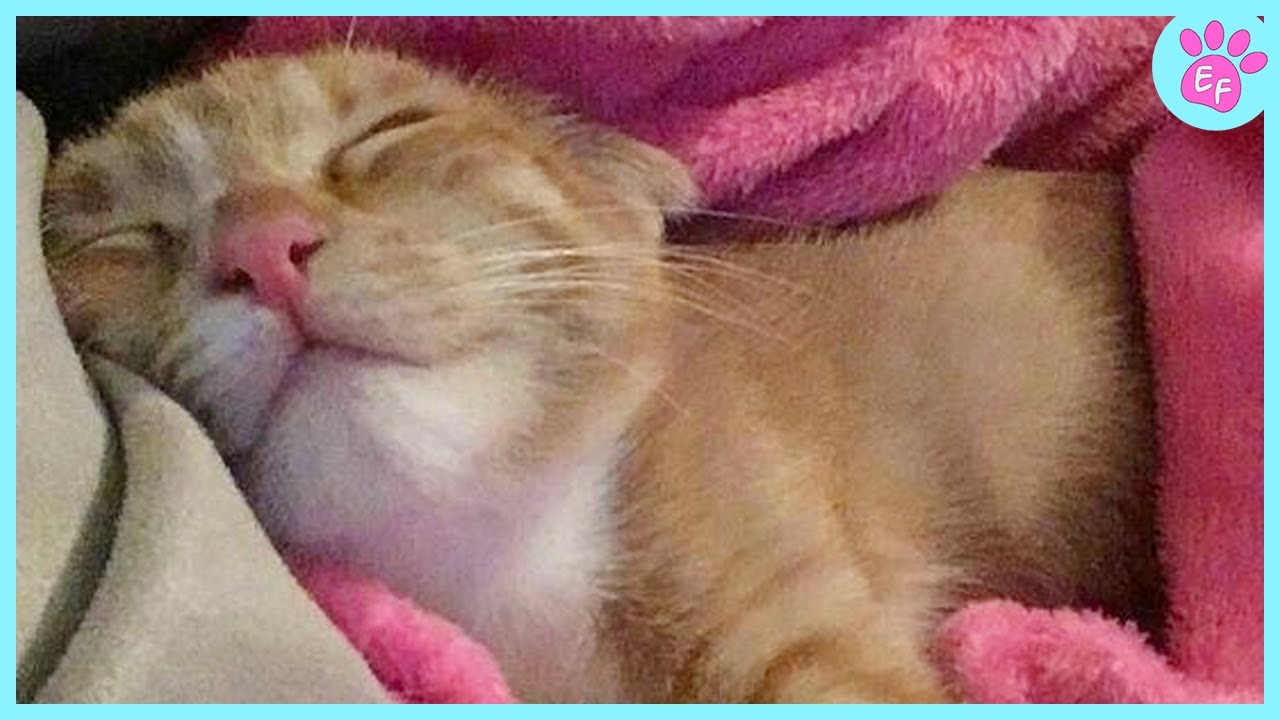 Cats Showing Love and Appreciation to Human: The Cutest Thank You's Ever! ❤️ Cute Cat Videos 2024