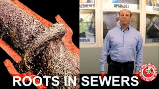 Tree Roots In Sewer Lines: Snaking, Water Jet, Chemicals, or Dig It Up
