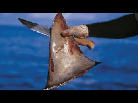 Shark Finning | Why It Needs To Be Stopped