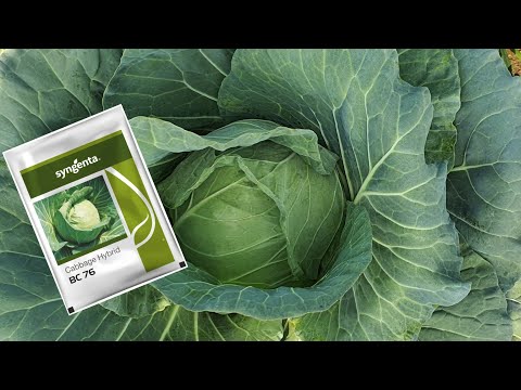 Cabbage BC 76 Excellent Performance  #syngenta #cabbage #bc76 #odisha #ganjam