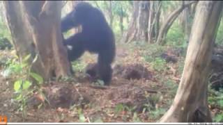 Mysterious chimpanzee behaviour could be 'sacred rituals' and show that chimps believe in god