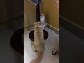 King B daddy cat gets knocked out by cute cat Queen. Trouble in Paradise. #catfight#catlove#funnycat