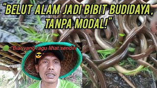 Download lagu FREE EELS in the Rice Fields‼️ Proof that Eel Cultivation with Small Capital Can Be Successful 💪🐍 mp3 Download lagu FREE EELS in the Rice Fields‼️ Proof that Eel Cultivation with Small Capital Can Be Successful 💪🐍 mp3