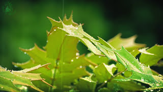 🎧 Rain On Leaves Sound - Relaxing Ambience Of Raindrops On Vegetation For Relaxation And Sleeping
