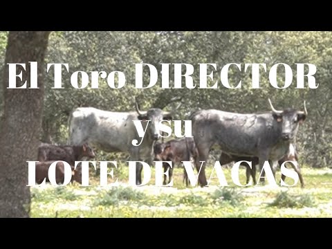 El Toro DIRECTOR y su LOTE DE VACAS