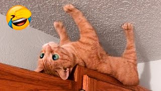 Funniest Animal Videos 2022 😁 - Funny Dogs And Cats Videos 🥰😺