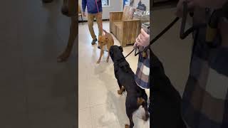 Video preview image #1 Rottweiler Puppy For Sale in Hillsboro, NH, USA