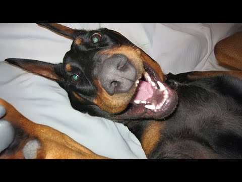 Doberman's Unexpected Hilarious Moments That Will Make You Laugh!