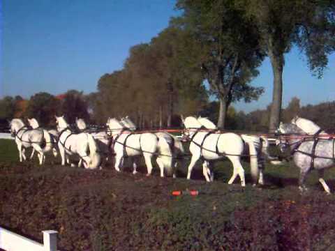 Velka Pardubicka 10.10.2010