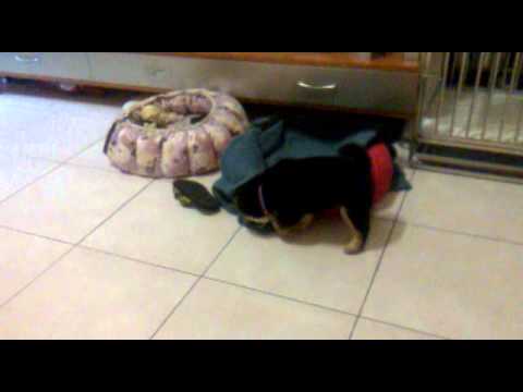 普喜將回家一個月以內的影片..肥肥短短哈哈(原發表者:普喜將)(影片)