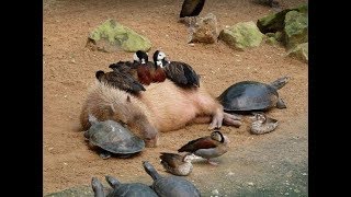 Why Do Animals Like Capybaras So Much?